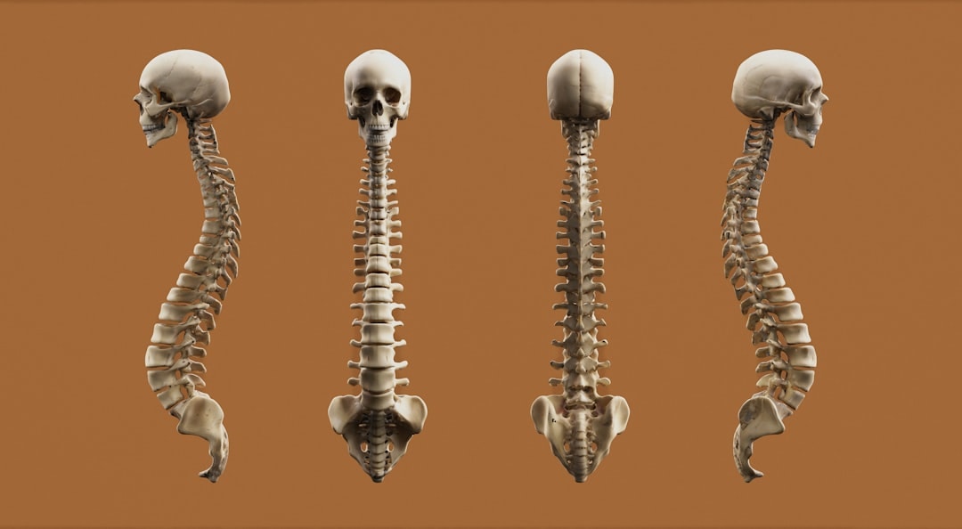 spine anatomy human back muscles illustration